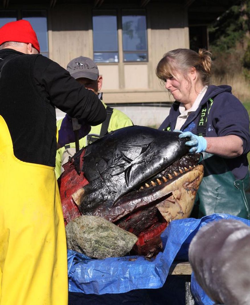 FILE -- In this photo taken March 7, 2012, and provided by Sandy Buckley, the head of a dead orca whale is examined by Joe Gaydos, left, director and chief scientist of the SeaDoc Society, Dyanna Lambourn, right, Washington Dept. of Fish and Wildlife marine mammal research biologist and Albert Shepard at the University of Washington Friday Harbor Labs, in Friday Harbor, Wash. When the 3-year-old endangered orca washed ashore in Washington state battered, bloodied and bruised in February of 2012, her death fueled a mystery over what killed her. Two years later, investigators say they don't know for certain what caused blunt force trauma to the animal's head and neck.(AP Photo/Sandy Buckley, File)