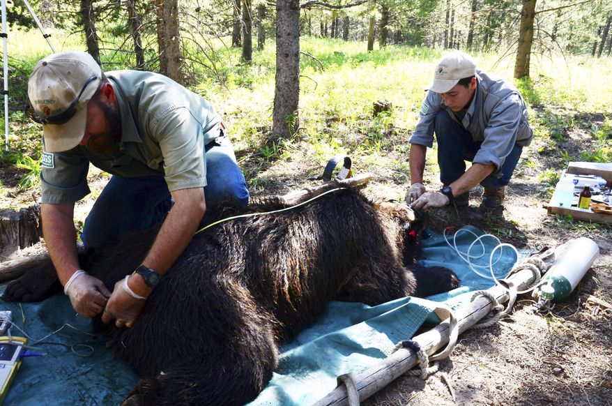 This undated image provided by the U.S. Geological Survey shows researchers measuring a grizzly bear in the Taylor Fork area of the Gallatin National Forest north of Yellowstone National Park in southwest Montana. A government-sponsored research team said Wednesday Feb. 26, 2014, there are no signs of decline among Yellowstone’s grizzly bears despite warnings from outside scientists as officials consider lifting the animals’ federal protections. (AP Photo/U.S. Geological Survey)
