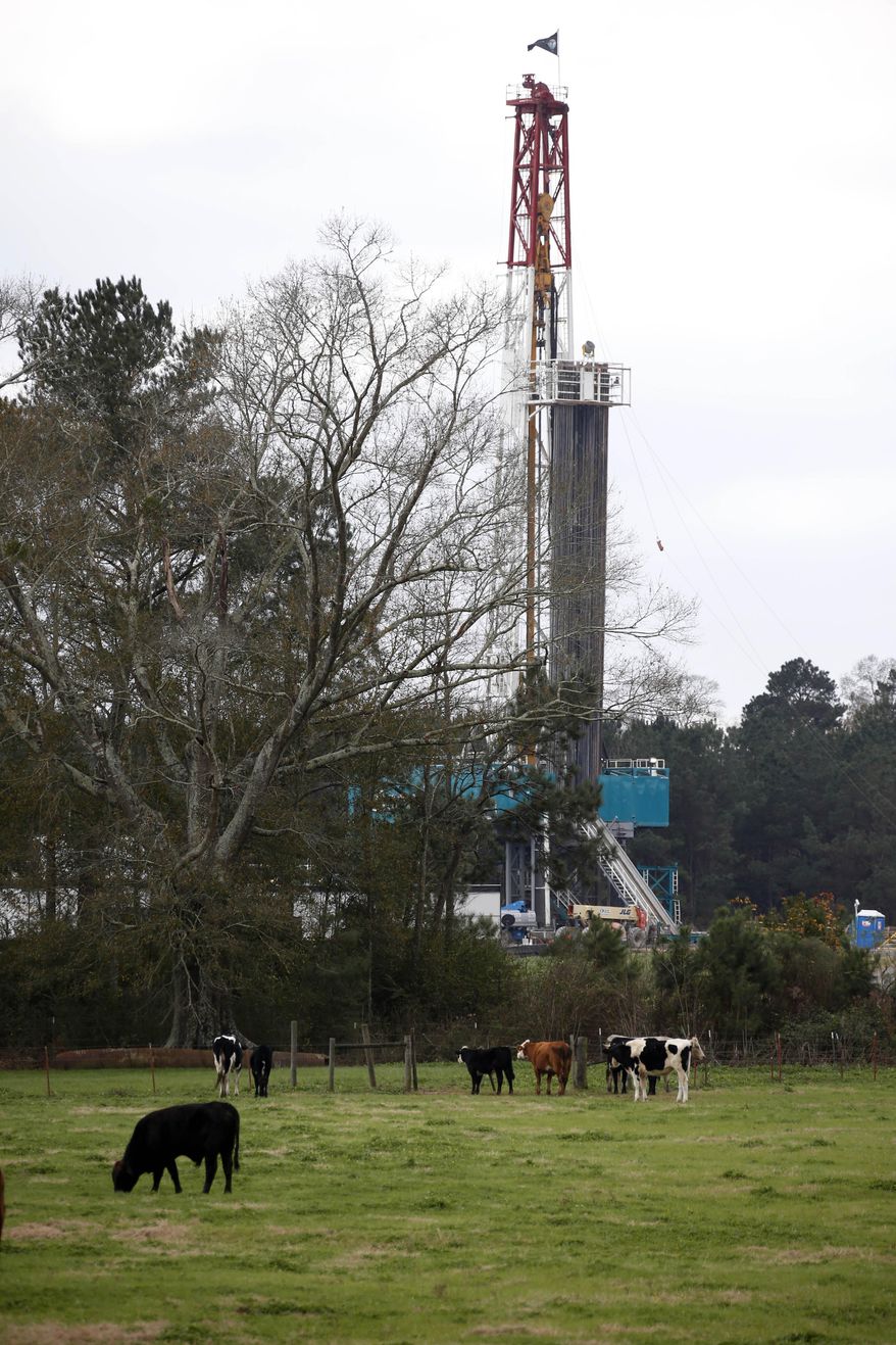 In this Dec. 23, 2013 photograph, beef cattle roam on Max Lawson's pasture while a oil platform looms in the background in Gillsburg, Miss. This "Gillsburg Christmas tree," as residents call it, may be the best indication of the economic future of the southwest county. Oil companies plan a big increase in drilling activity in 2014 in southwest Mississippi. They're trying to extract oil from a formation called the Tuscaloosa Marine Shale, which one study says could hold 7 billion barrels. (AP Photo/Rogelio V. Solis)