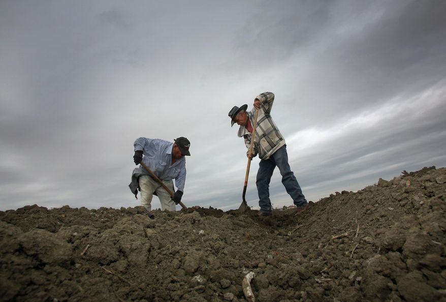 Jose Ortega, left and Fidel Meza work the soil looking for drip lines in a dry tomato field as storms arrive in the area Wednesday, Feb. 26, 2014 in Lemoore, Calif. The first significant California storm in months barreled down from the north Wednesday, promising much-needed rain to the drought-stricken state but also the threat of mudslides and flooding. A potentially stronger storm is expected to move in late Thursday. (AP Photo/Gary Kazanjian)