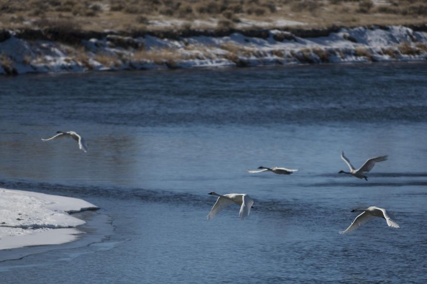 In this photo taken on Jan. 23, 2014, trumpeter swans fly above the Green River at the Seedskadee National Wildlife Refuge outside Green River, Wyo. Trumpeter swans were reintroduced to Seedskadee in the early 1990s and now winter at the refuge. (AP Photo/Casper Star-Tribune, Ryan Dorgan)