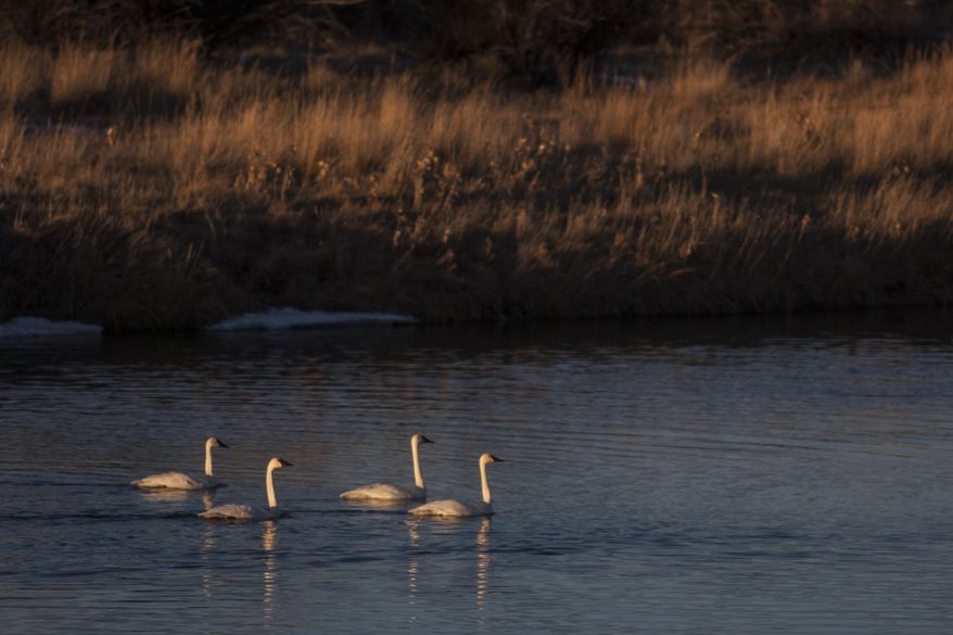 In this photo taken on Jan. 23, 2014, trumpeter swans float on the Green River at the Seedskadee National Wildlife Refuge outside Green River, Wyo. Trumpeter swans were reintroduced to Seedskadee in the early 1990s and now winter at the refuge. (AP Photo/Casper Star-Tribune, Ryan Dorgan)