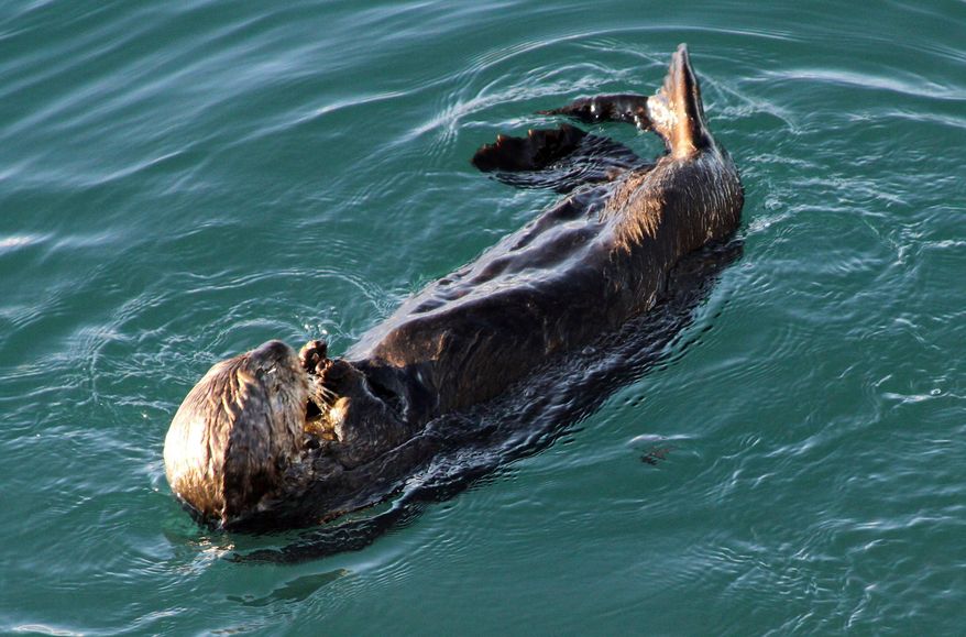 This photo taken Thursday, Feb. 27, 2014, in Valdez, Alaska, shows a sea otter in the bay near the ferry dock. The U.S. Geological Survey report released Friday, Feb. 28, 2014, concludes sea otters in Alaska's Prince William Sound have recovered to levels seen before the Exxon Valdez oil spill nearly 25 years ago. (AP Photo/Mark Thiessen)