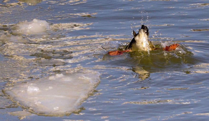 The Susie-Q fishing trawler, from the Susie-Q Fish Co. in Two Rivers, Wisc.,breaks up the ice on the Manitowoc River in Manitowoc, Wisc., Thursday, Feb. 27, 2014 so that hungry ducks can dive into the water for minnows and mussels. The brutal cold winter has frozen inland waters and a large portion of Lake Michigan is covered in ice this year. (AP Photo/Herald-Times Reporter, Sue Pischke) NO SALES
