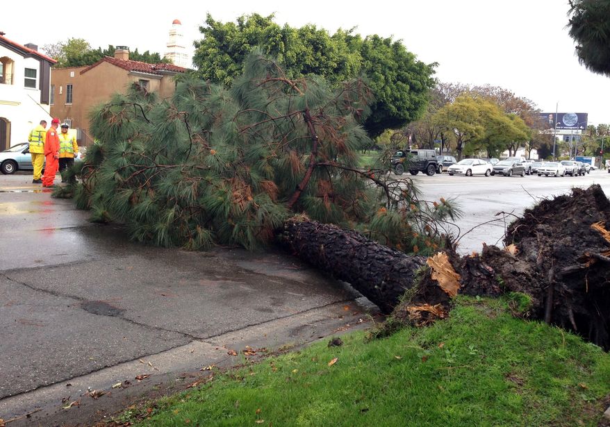A toppled tree is shown after it fell over in the rain-soaked earth Friday Feb. 28, 2014 in Los Angeles. The first wave of a powerful Pacific storm spread rain and snow early Friday through much of California, where communities endangered by a wildfire just weeks ago now faced the threat of mud and debris flows. (AP Photo/Alicia Chang)