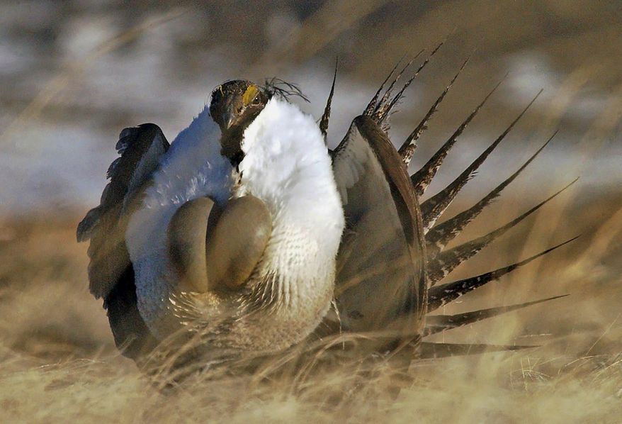 FILE --In this April 15, 2008 file photo, a male sage grouse performs his "strut" near Rawlins, Wyo. Divisions in Nevada’s approach to sage grouse have resurfaced in the state’s fragile attempt to keep the bird off the list of endangered species and avoid economic consequences for ranching, mining and alternative energy development across large swaths of the state.(AP Photo/Rawlins Daily Times, Jerret Raffety, File)
