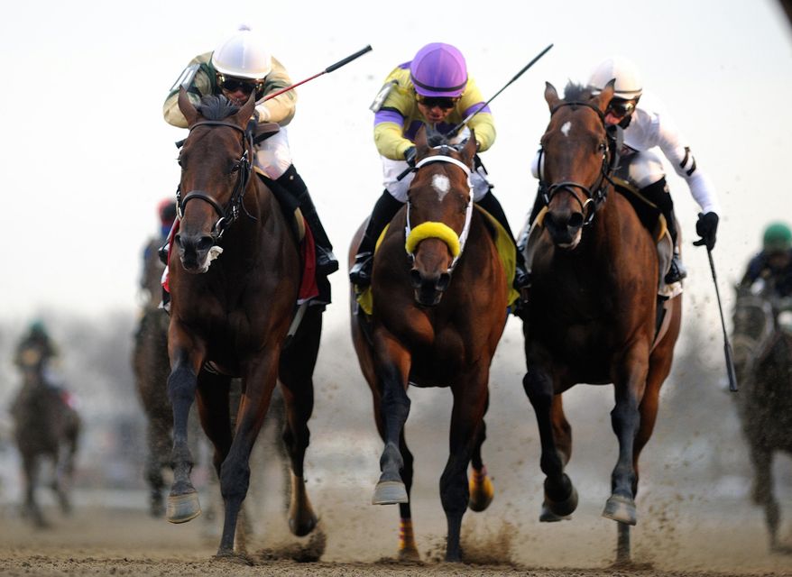 In this photo provided by the New York Racing Association, Samraat, left, with Jose L. Ortiz aboard, captures the Gotham Stakes horse race at Aqueduct Racetrack in New York, Saturday, March 1, 2014. (AP Photo/New York Racing Association, Adam Coglianese)