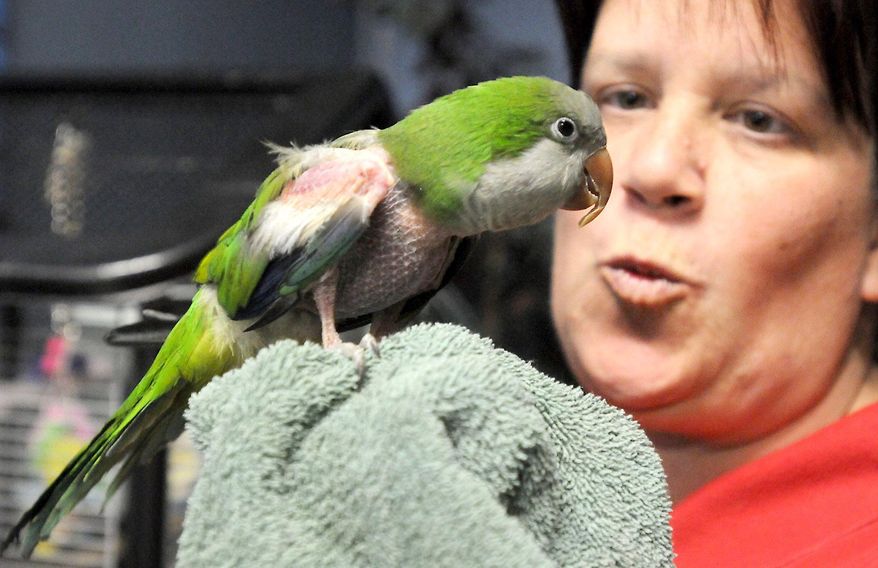 In this Wednesday, Feb. 12, 2014 photo, Connie Custer makes kissing sounds that parrot Frank responds to at the Bird Nerds Rescue and Sanctuary in Canton, Ohio. Frank, a green Quaker, plucked himself because of neglect and a poor diet. The feathers, pulled out at the follicle, will not grow back on his bare, goose-bump skin. Custer said the average bird is re-homed as many as two to eight times in its life. Bird Nerds has attempted to end that cycle by housing and caring for neglected, unwanted and abused parrots. (AP Photo/The Repository, Stan Myers)