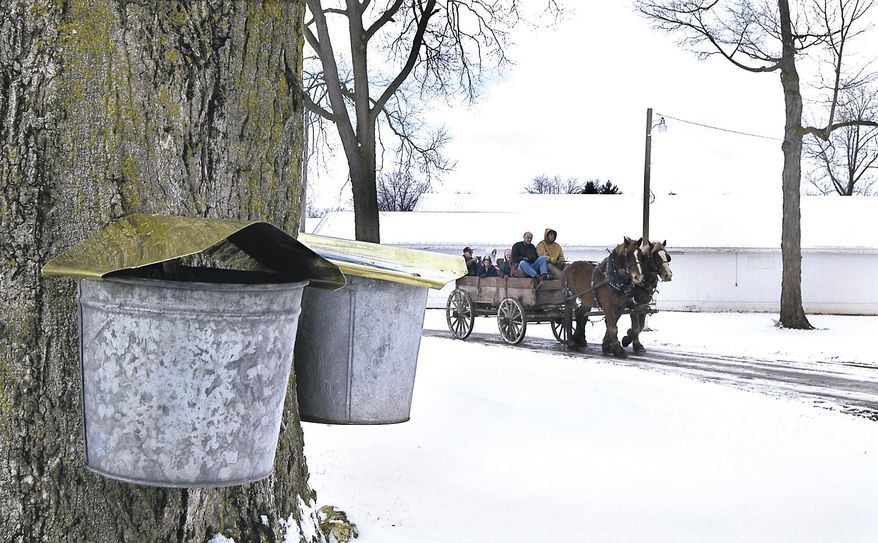 FILE - In this Saturday, March 12, 2005, file photo, a Belgian team of horses passes a tree tapped for maple syrup near Montpelier, Ohio. Syrup season in Ohio typically begins by mid-February, but many producers still haven't tapped their trees because of the cold weather. (AP Photo/Bryan Times, Carla Allshouse, File)