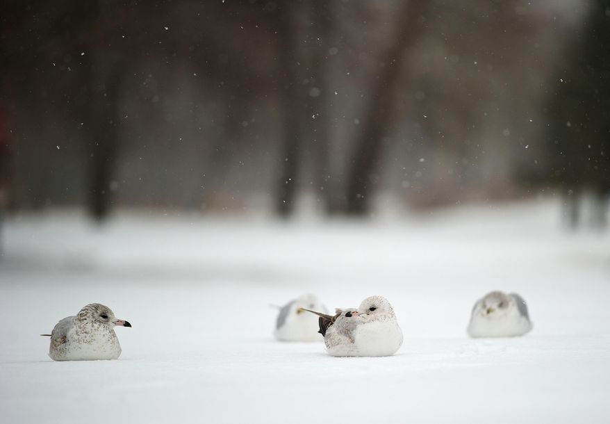 Seagulls sit as the snow falls down at City Dock in Fredericksburg, Va., Monday, March 3, 2014. Winter kept its icy hold on much of the country Monday, with snow falling and temperatures dropping as schools and offices closed and people from the South and Mid-Atlantic to Northeast reluctantly waited out another storm indoors. (AP Photo/The Free Lance-Star, Dave Ellis)