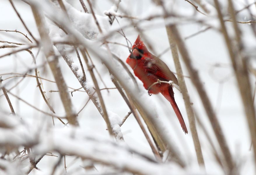A cardinal perches on a bare tree branch as snow falls on Monday, March 3, 2014 in Charlottesville, Va. Winter kept its icy hold on much of the country Monday, with snow falling and temperatures dropping. (AP Photo/The Daily Progress, Ryan M. Kelly)