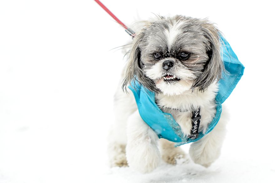Jackson, a shih tzu plays in the snow in the Shaw neighborhood as the region gets 6-8 inches of snow, Washington, D.C., Monday, March 3, 2014. (Andrew Harnik/The Washington Times)