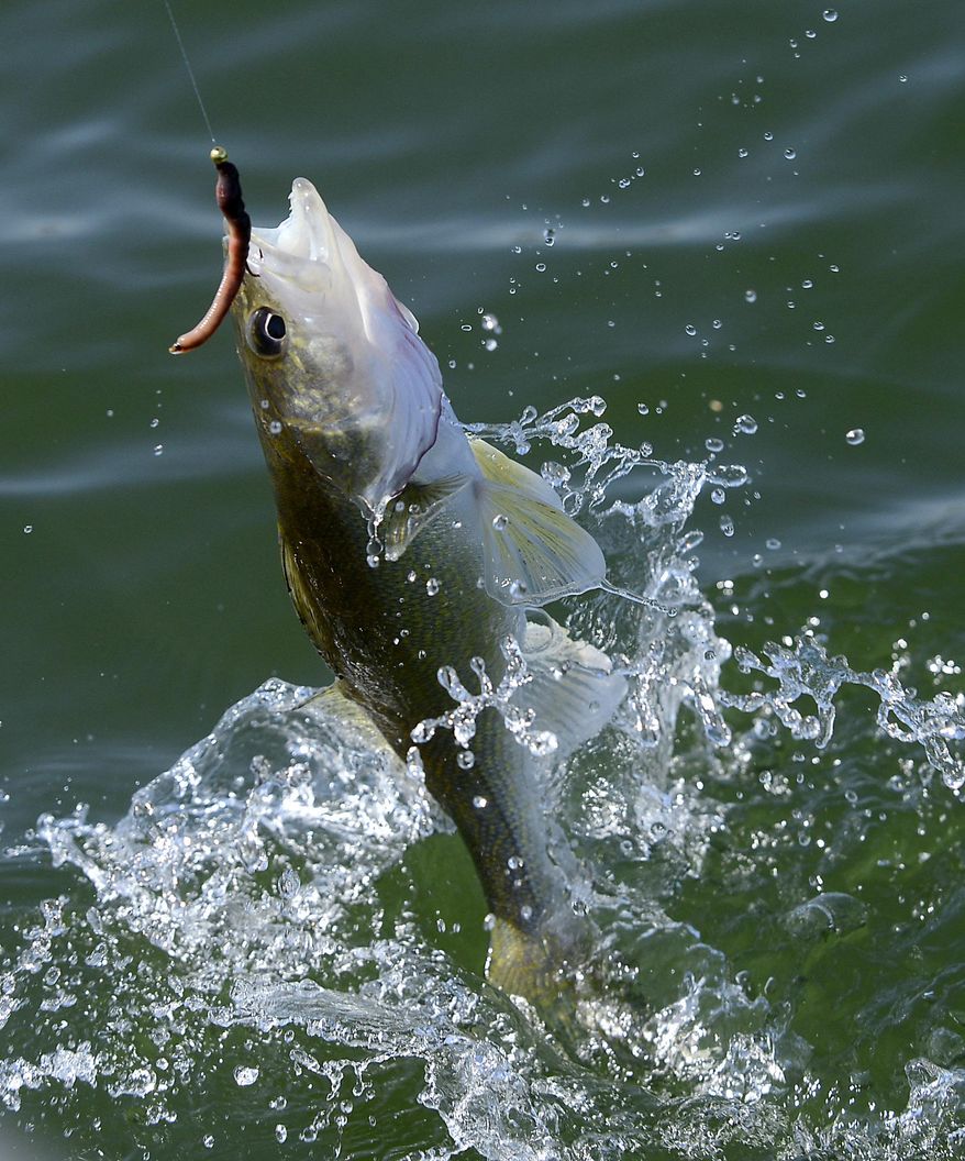 FILE - This May 14, 2012 file photo shows a walleye being caught on Lake Oahe in Pierre, S.D. Wildlife officials are learning more about the walleye in Lake Oahe through a unique tagging program that was launched last year. South Dakota's Game, Fish and Parks Department and North Dakota's Game and Fish Department are cooperating on a project to tag about 40,000 walleye over four years. (AP Photo/Argus Leader, Elisha Page) NO SALES