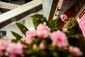 BLOSSOM_20140304_007.JPG