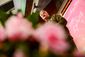 BLOSSOM_20140304_008.JPG