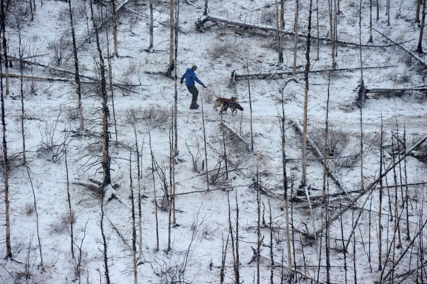 A musher and two dogs walk the trail in the middle of the Farewell Burn during the Iditarod Trail Sled Dog Race on Tuesday, March 4, 2014. The rest of his team waited along the trail less then a mile ahead of him. (AP Photo/The Anchorage Daily News, Bob Hallinen)