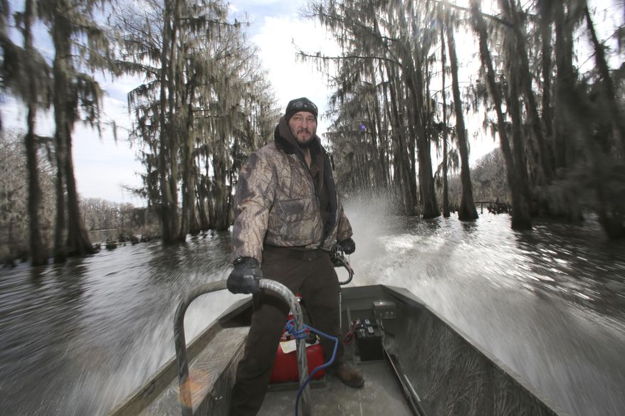 In this photo made Wednesday, Feb. 26, 2014, U.S. Fish and Wildlife officer John Stephens pilots a boat though cypress trees during a tour Caddo Lake near Uncertain, Texas. Scientists and researchers from a half-dozen state, federal and private agencies are planning to release up to 50 paddlefish into this Texas lake they once called home. (AP Photo/LM Otero)