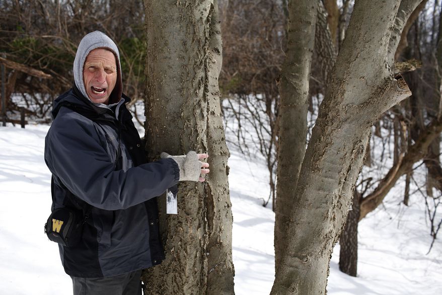 FOR RELEASE SUNDAY, MARCH 9, 2014, AT 12:01 A.M. EST.- Steve Keto, manager of Western Michigan University's Natural Areas and Preserves explains the method of measuring a tree, Friday, Feb. 21, 2014, at the Howard Street woods in Kalamazoo, Mich. There are more three dwarf hackberry trees in the area have over 11 inches of Diameter at breast height. About 29 dwarf hackberry trees are being discovered in the woods north of Howard Street between Stadium Drive and Oakland Drive. (AP Photo/Kalamazoo Gazette, Junfu Han)
