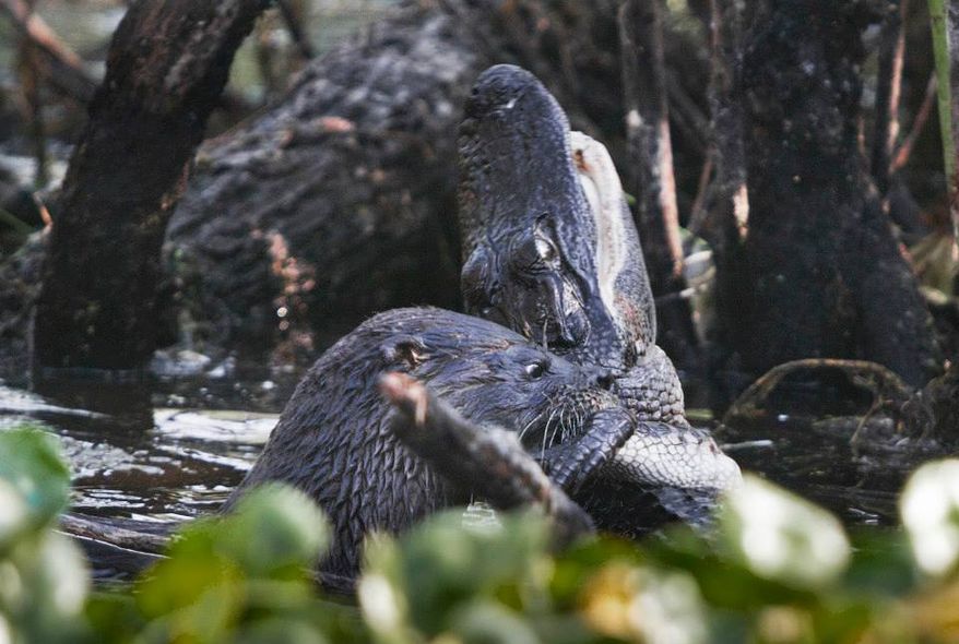 North American river otters can grow to be three to four feet long and weigh between 10 and 30 pounds. They normally feed on slow-moving fishes and crustaceans. (Geoff Walsh)