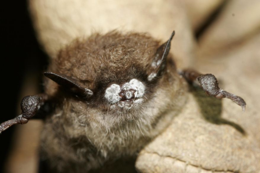 FILE -- This October 2008 photo, provided by the New York Department of Environmental Conservation, shows a brown bat with white nose fungus in New York. A biologist studying white nose syndrome in Vermont said Friday, March 7, 2014, that he thinks the worst of the epidemic is over, and at least one affected bat species could be taking the first steps toward recovery. The disease spread out of a New York cave and into Vermont in the mid-2000s. (AP Photo/New York Department of Environmental Conservation, Ryan von Linden, File)