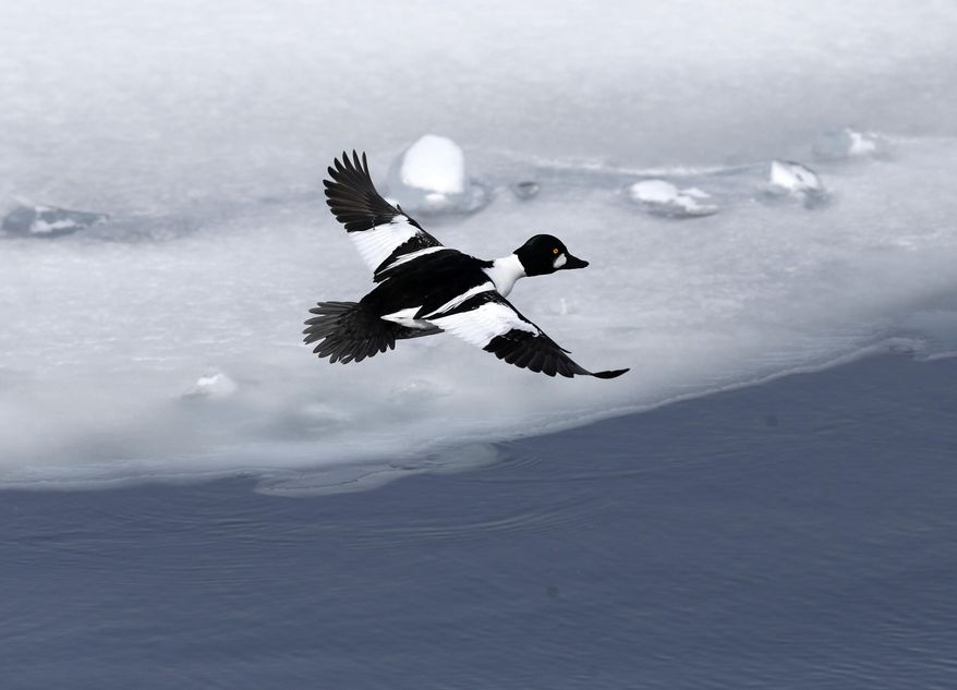 A Common Goldeneye duck flies over an open ferry channel on Lake Champlain on Wednesday, March 5, 2014, in Essex, N.Y. Lake Champlain is frozen solid, except for two stretches of open water where two ferries carry passengers between Vermont and New York. The only open water within miles is attracting thousands of ducks and bald eagles looking to eat the ducks. It is had the side benefit of attracting birders from far away looking to spot rare duck species. (AP Photo/Mike Groll)