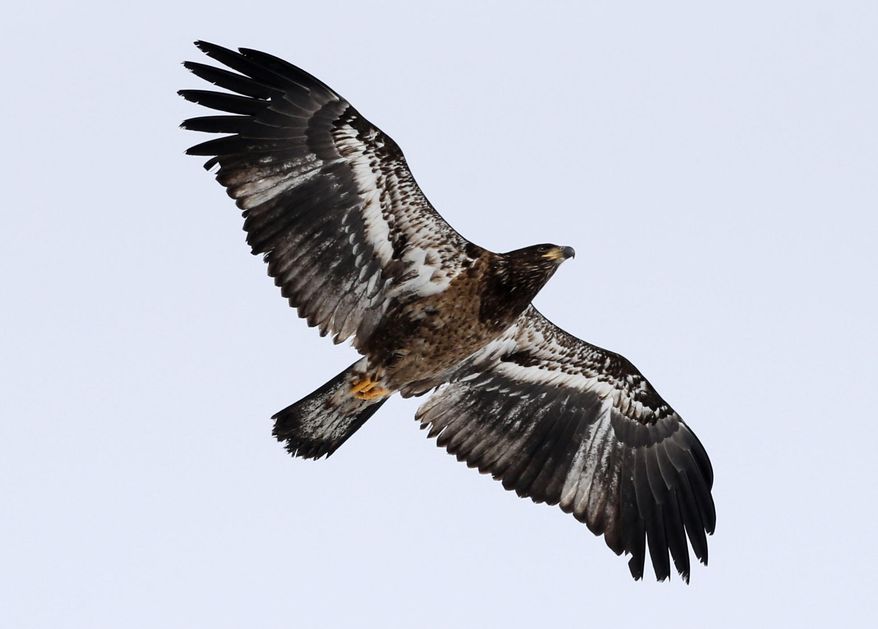 A juvenile bald eagle flies over the frozen shoreline of Lake Champlain on Wednesday, March 5, 2014, in Essex, N.Y. Lake Champlain is frozen solid, except for two stretches of open water where two ferries carry passengers between Vermont and New York. The only open water within miles is attracting thousands of ducks and bald eagles looking to eat the ducks. It is had the side benefit of attracting birders from far away looking to spot rare duck species. (AP Photo/Mike Groll)