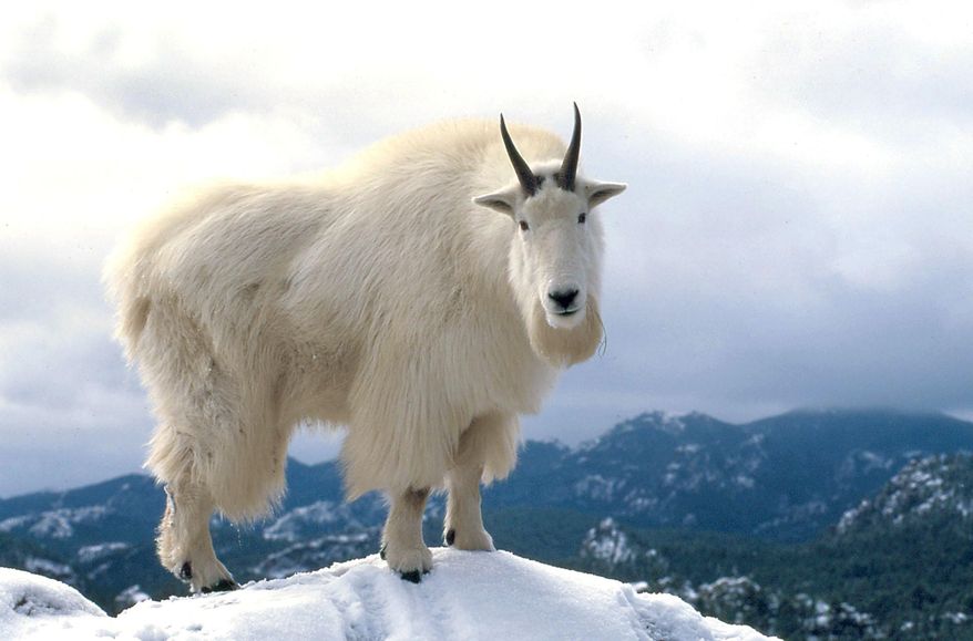 ADVANCE FOR USE MONDAY, MARCH 10 - FILE - In this December, 2007, file photo, a mountain goat pokes his way through the freshly fallen snow near Mount Rushmore National Memorial in South Dakota. While some people may be surprised to learn that mountain goats are not native to the Black Hills, state wildlife officials hope a rejuvenated population of transplants and zoo escapees will continue to grow and thrive. (AP Photo/Rapid City Journal, Dick Kettlewell)