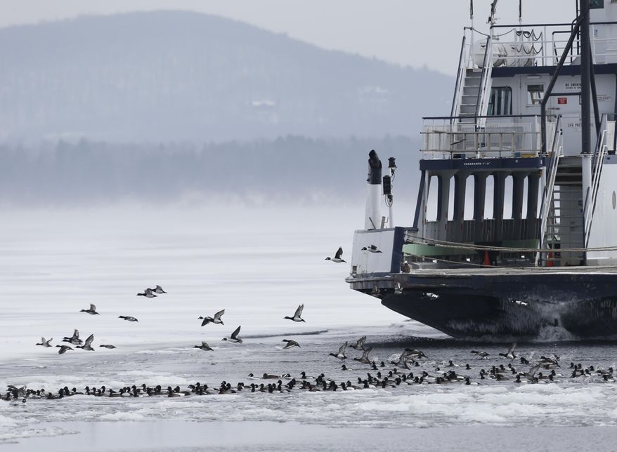Ducks take flight as the Essex-Charlotte ferry nears its dock on Wednesday, March 5, 2014, in Essex, N.Y. Lake Champlain is frozen solid, except for two stretches of open water where two ferries carry passengers between Vermont and New York. The only open water within miles is attracting thousands of ducks and bald eagles looking to eat the ducks. It is had the side benefit of attracting birders from far away looking to spot rare duck species. (AP Photo/Mike Groll)