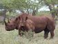 3_9_2014_black-rhino8201_mugshot_four_by_three.jpg