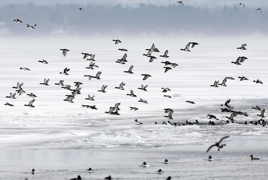 Ducks take flight from a ferry channel on Lake Champlain on Wednesday, March 5, 2014, in Essex, N.Y. Lake Champlain is frozen solid, except for two stretches of open water where two ferries carry passengers between Vermont and New York. The only open water within miles is attracting thousands of ducks and bald eagles looking to eat the ducks. It is had the side benefit of attracting birders from far away looking to spot rare duck species. (AP Photo/Mike Groll)