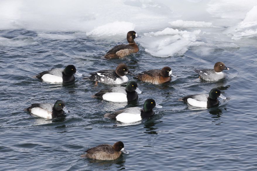 Ducks swim along an open ferry channel on Lake Champlain on Wednesday, March 5, 2014, in Essex, N.Y. Lake Champlain is frozen solid, except for two stretches of open water where two ferries carry passengers between Vermont and New York. The only open water within miles is attracting thousands of ducks and bald eagles looking to eat the ducks. It is had the side benefit of attracting birders from far away looking to spot rare duck species. (AP Photo/Mike Groll)