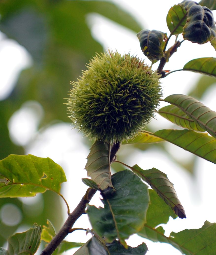 ADVANCE FOR USE SUNDAY MARCH 9, 2014, AND THEREAFTER- In this Aug. 19, 2012 photo, chestnuts grow on Chinese-American Dunstan hybrid chestnut tree in a grove at Pettijohn's Plant Farm in Raphine, Va. The farm grows chestnuts commercially. (AP Photo/The Daily News Leader, Mike Tripp) NO SALES