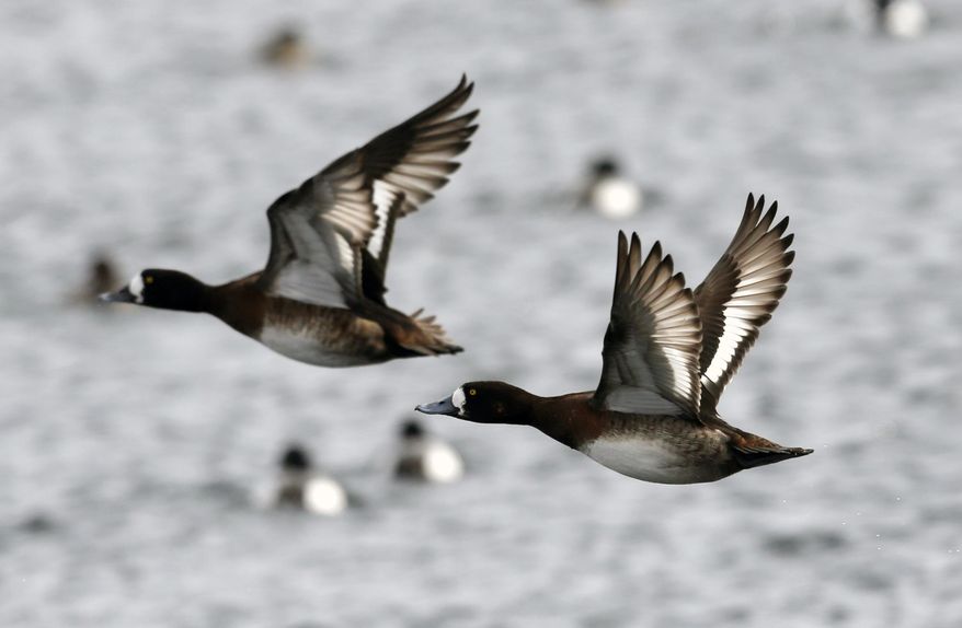 Ducks fly over an open ferry channel on Lake Champlain on Wednesday, March 5, 2014, in Essex, N.Y. Lake Champlain is frozen solid, except for two stretches of open water where two ferries carry passengers between Vermont and New York. The only open water within miles is attracting thousands of ducks and bald eagles looking to eat the ducks. It is had the side benefit of attracting birders from far away looking to spot rare duck species. (AP Photo/Mike Groll)