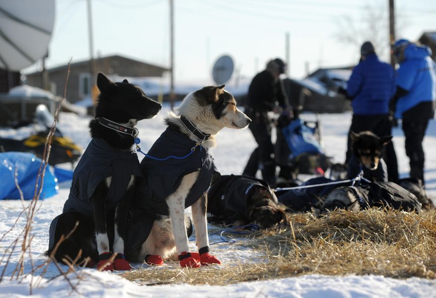 Robert Sorlie's dogs wait as the musher prepares to leave the Yukon River village of Kaltag during the 2014 Iditarod Trail Sled Dog Race on Saturday, March 8, 2014. (AP Photo/The Anchorage Daily News, Bob Hallinen)