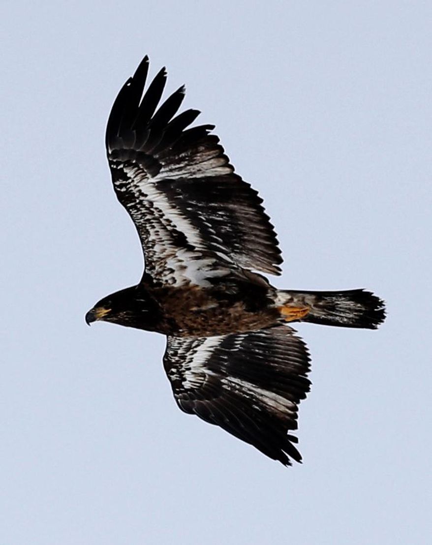 A juvenille bald eagle flies over the shoreline of Lake Champlain on Wednesday, March 5, 2014, in Essex, N.Y. Lake Champlain is frozen solid, except for two stretches of open water where two ferries carry passengers between Vermont and New York. The only open water within miles is attracting thousands of ducks and bald eagles looking to eat the ducks. It is had the side benefit of attracting birders from far away looking to spot rare duck species. (AP Photo/Mike Groll)