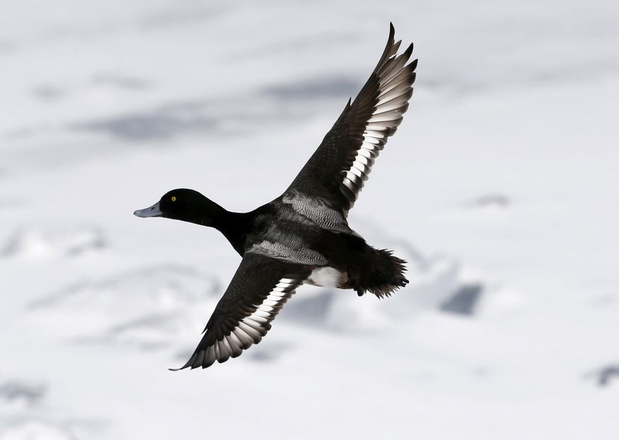 A Greater Scaup duck flies over an open ferry channel on Lake Champlain on Wednesday, March 5, 2014, in Essex, N.Y. Lake Champlain is frozen solid, except for two stretches of open water where two ferries carry passengers between Vermont and New York. The only open water within miles is attracting thousands of ducks and bald eagles looking to eat the ducks. It is had the side benefit of attracting birders from far away looking to spot rare duck species. (AP Photo/Mike Groll)