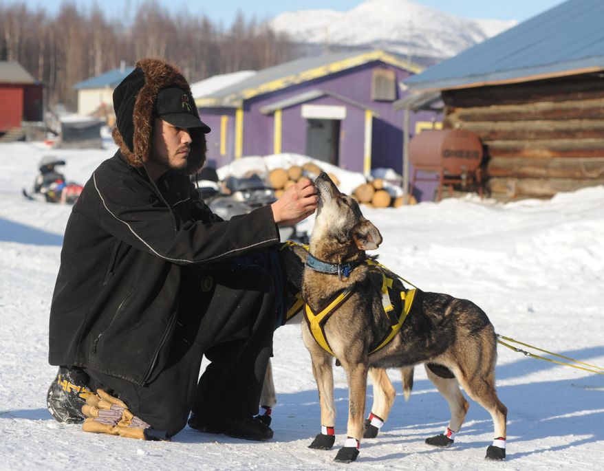 Frederick Huntington visits with one of Hans Gatt's dogs after he arrived into the Yukon River village of Kaltag during the 2014 Iditarod Trail Sled Dog Race on Saturday, March 8, 2014. (AP Photo/The Anchorage Daily News, Bob Hallinen)