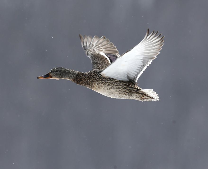 A mallard duck flies over an open ferry channel on Lake Champlain on Wednesday, March 5, 2014, in Essex, N.Y. Lake Champlain is frozen solid, except for two stretches of open water where two ferries carry passengers between Vermont and New York. The only open water within miles is attracting thousands of ducks and bald eagles looking to eat the ducks. It is had the side benefit of attracting birders from far away looking to spot rare duck species. (AP Photo/Mike Groll)