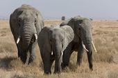 elephants.jpg