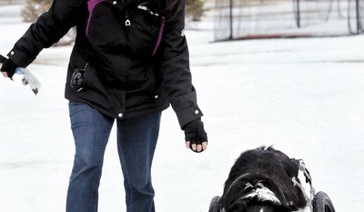 In this March 11, 2014 photo, Shiela Lund walks her 10-year-old border collie Kadee Mae in Janesville, Wis. Kadee Mae had a custom-made cart rigged with skis after a spinal problem that left her rear legs paralyzed. (AP Photo/The Janesville Gazette, Dan Lassiter)