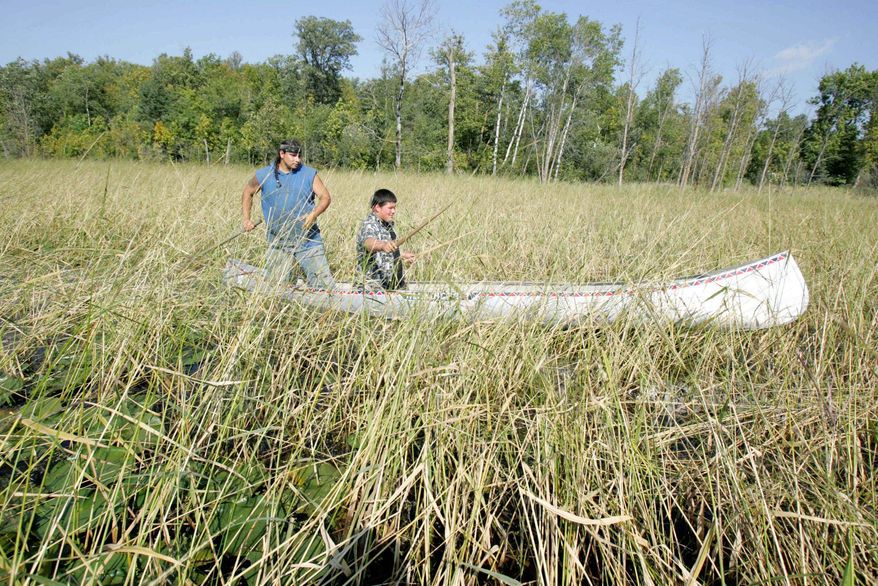 FILE - In this Aug. 30, 2006 file photo, Joe Hoagland, left, pushes a canoe through a wild rice bed in White Earth, Minn., as 14-year-old Chris Salazar learns how to harvest the rice by knocking the grain off the stalks with two sticks. The Minnesota Pollution Control Agency said Wednesday, March 12, 2014 that more data analysis must be done to determine whether it will recommend changes to the state's water quality standards to protect wild rice from sulfates. (AP Photo/Jim Mone, File)