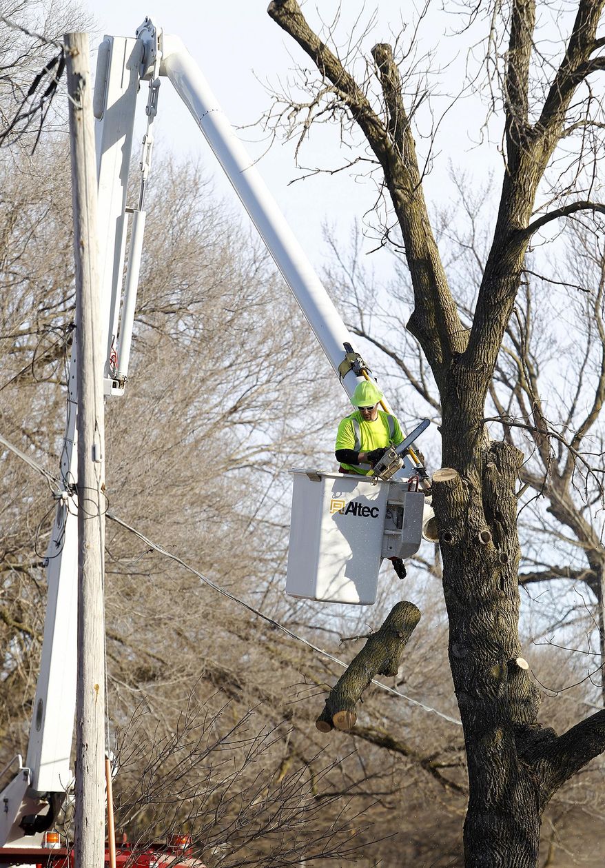Phillip Thompson drops a section of branch as crews remove ash trees along Beech Street and Willow Street in Waterloo, Iowa, Monday, March 10, 2014. The invasive Asian beetle, which is fatal to ash trees, was found in Waterloo in late January. EAB already has devastated urban forests across the Midwest since first rearing its head domestically a dozen years ago in Michigan. (AP Photo/Waterloo Courier, Brandon Pollock)