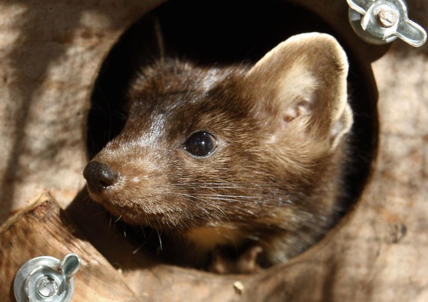 FILE -- In this Oct. 9, 2008 file photo, a marten recently transplanted from Minnesota, peers from its temporary home in the Chequamegon-Nicolet National Forest in Ashland County, Wis. The population of the American marten, a small carnivore in the weasel family that was extinct in Vermont in the early 1900s, is likely growing in the state based on the frequency of sightings of the animal, the Vermont Fish and Wildlife Department said Wednesday, March 12, 2014. (AP Photo/Milwaukee Journal Sentinel, Mark Hoffman, file) ONLINE OUT. NO SALES