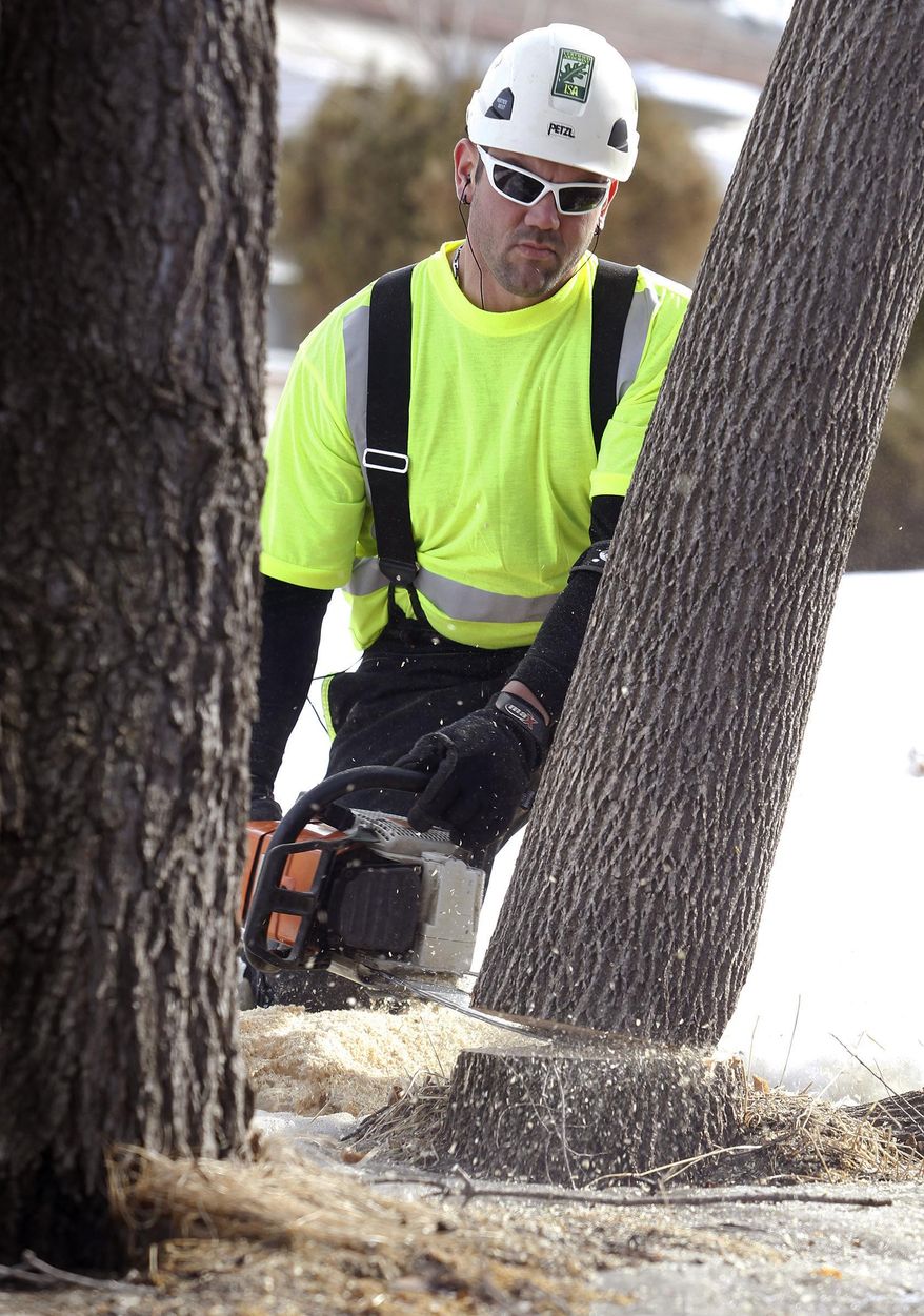 Luke Even cuts an ash tree on Willow Street in Waterloo, Iowa, Monday, March 10, 2014. The invasive Asian beetle, which is fatal to ash trees, was found in Waterloo in late January. EAB already has devastated urban forests across the Midwest since first rearing its head domestically a dozen years ago in Michigan. (AP Photo/Waterloo Courier, Brandon Pollock)