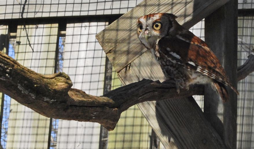 ADVANCE FOR USE SUNDAY, MARCH 16. 2014, AND THEREAFTER - This Thursday, March 6, 2014, photo shows a rehabilitated grey faced eastern screech owl in it's enclosure at The Virginia Wildlife Center in Waynesboro, Va. The Center was formed to provide health care and rehabilitation to native animal species, while also aiming to educate the wider community about these species and teach people how to care for Virginia's wildlife. (AP Photo/News-Virginian, Lauren Berg)