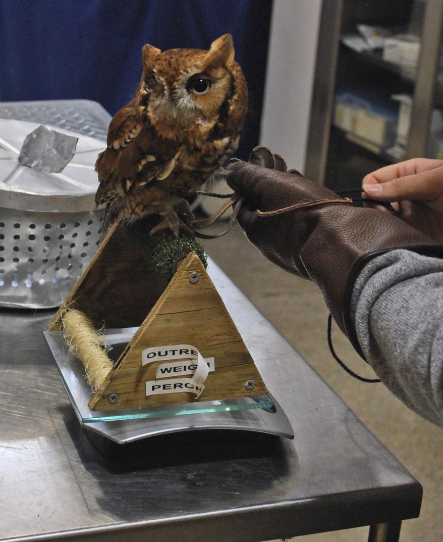 ADVANCE FOR USE SUNDAY, MARCH 16. 2014, AND THEREAFTER - This Thursday, March 6, 2014, photo shows Pig, the red faced eastern screech owl as it is weighed at The Virginia Wildlife Center in Waynesboro, Va. The Center was formed to provide health care and rehabilitation to native animal species, while also aiming to educate the wider community about these species and teach people how to care for Virginia's wildlife. (AP Photo/News-Virginian, Lauren Berg)