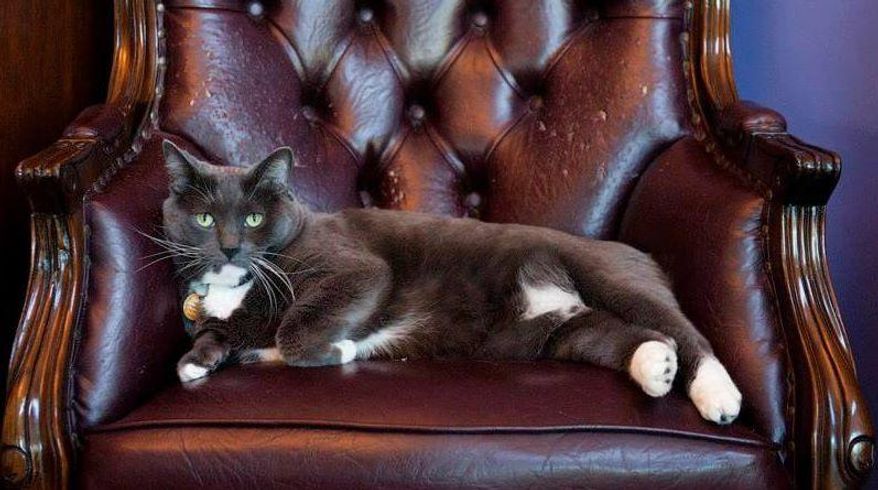 In this undated photo provided by The Armstrong Hotel, a cat named Oreo sits in a chair at The Armstrong Hotel, where he lives and serves as a kind of beloved mascot, in Fort Collins, Colo. A search is on after Oreo went missing in Fort Collins during this year's St. Patrick's Day festivities on Saturday, March 15, 2014. Videos show two men catnapping Oreo from the Armstrong Hotel lobby on Saturday. (AP Photo/The Armstrong Hotel)