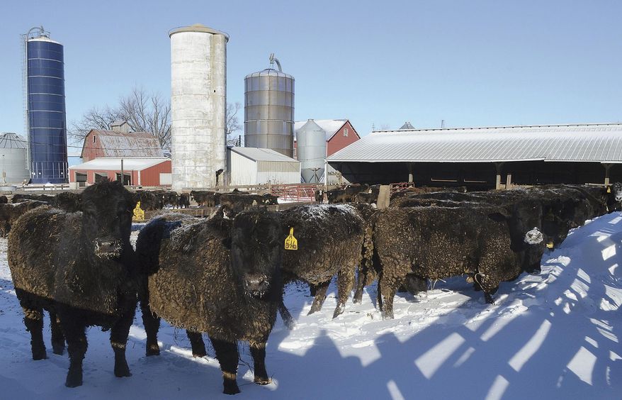 ADVANCE FOR USE SATURDAY, MARCH 22 AND THEREAFTER - In this Jan. 20, 2014 photo, cattle are held in a holding area at the Scholl farm in Polo, Ill. Technology, as in other areas of life and farming, is giving cattlemen newer tools to raise, track, market and sell their animals. From climate-controlled hog buildings to computerized sale barns to online auctions, cattlemen have new ways to do things that have been done for generations. (AP Photo/Sauk Valley Media, Alex T. Paschal)