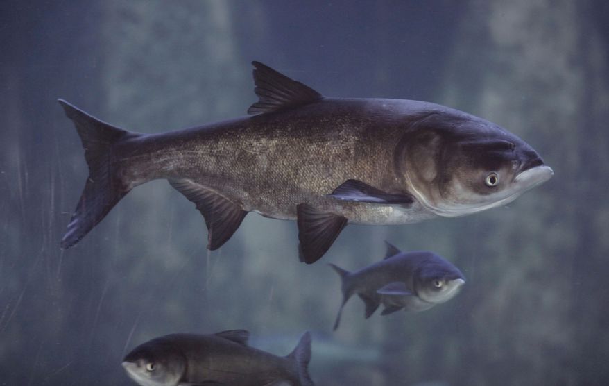FILE - In this Jan. 12, 2010 file photo, Asian bighead carp swim in an exhibit at Chicago's Shedd Aquarium. A group of U.S. senators wants the federal government to move faster on preventing Asian carp from reaching the Great Lakes through waterways in the Chicago area. (AP Photo/M. Spencer Green, File)