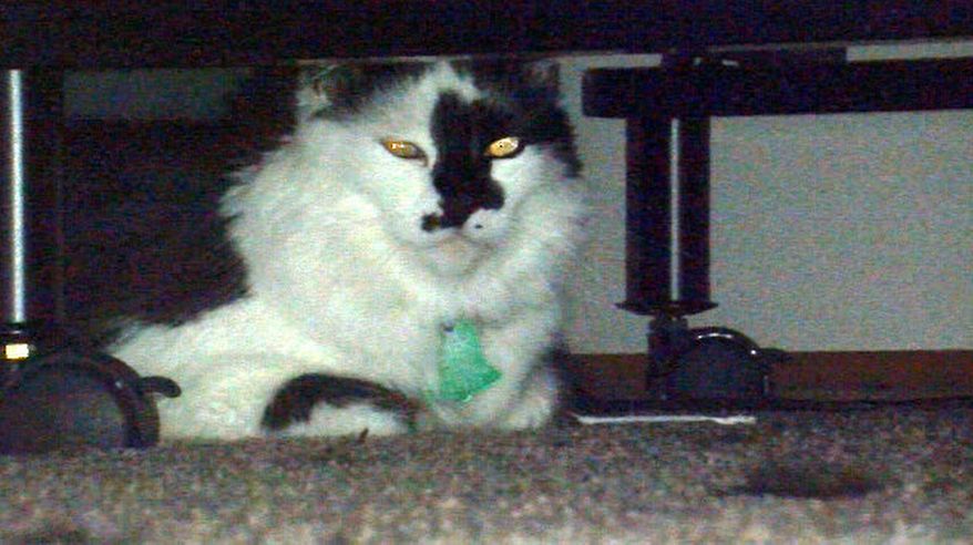 FILE - In this Tuesday, March 11, 2014 file photo, Lux, the family cat of Teresa Barker and her boyfriend Lee Palmer and their 8-month-old son, Jesse, hides under a bed at the family's home in Portland, Ore. Cats don't become ferocious felines that turn on their families for no reason, says the cat behavior expert Jackson Galaxy, star of Animal Planet's "My Cat from Hell", who is heading to Portland soon to work with the 4-year-old part-Himalayan pet named Lux. Galaxy will film the visit for his show's fifth season, which kicks off April 26. (AP Photo/The Oregonian,  Stuart Tomlinson, File)  MAGS OUT; TV OUT; LOCAL TV OUT; LOCAL INTERNET OUT; THE MERCURY OUT; WILLAMETTE WEEK OUT; PAMPLIN MEDIA GROUP OUT